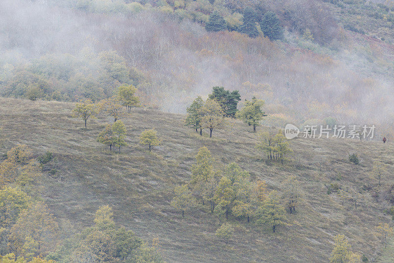 Irati forest，潘普洛纳，纳瓦拉，西班牙。